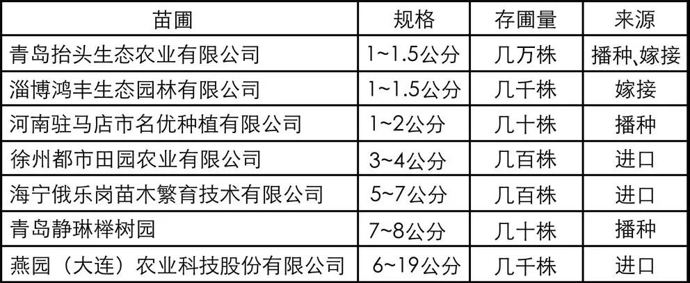 从雄安新区“一苗难求”看银毛椴与金桐的生态价值与产业前景